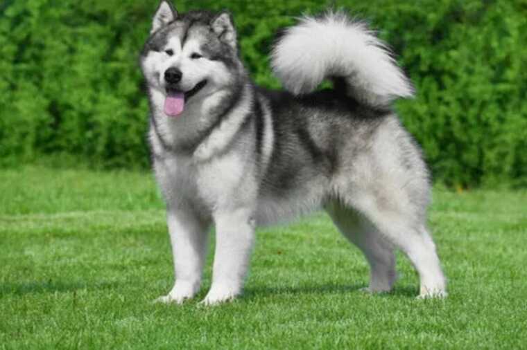В Подмосковье аляскинский маламут загрыз двухмесячного ребёнка на глазах родственников