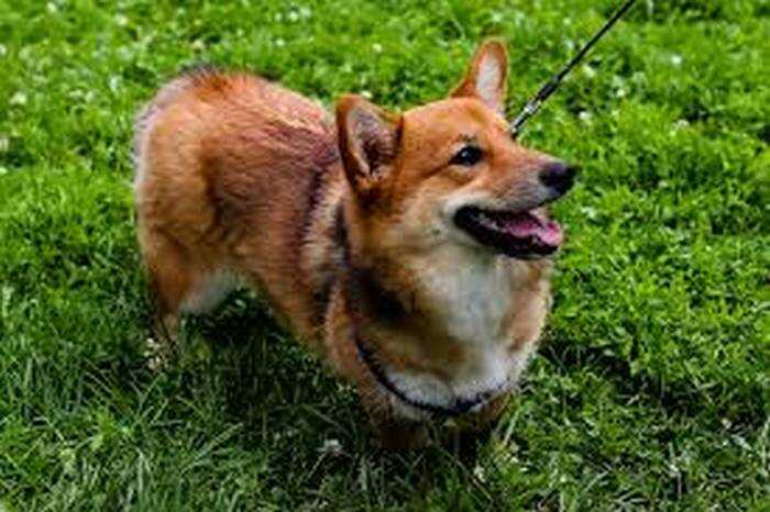 В Подмосковье догхантеры устроили волну отравлений собак, две жертвы подтверждены