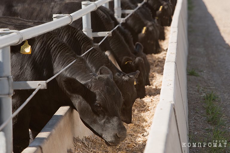 Свинина больше не обогащает. Гольдман завёл свой агрохолдинг в тупик dqxikeidqxiqxtsld